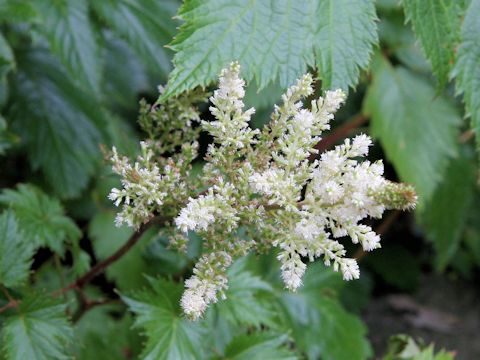 Astilbe thunbergii var. hachijoensis