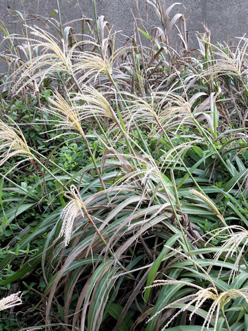 Miscanthus condensatus