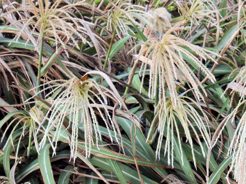 Miscanthus condensatus