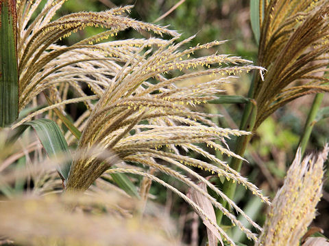 Miscanthus condensatus