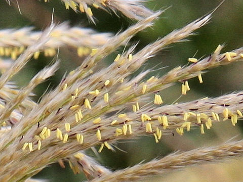 Miscanthus condensatus