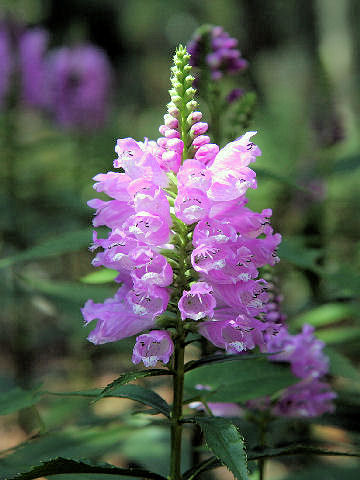 Physostegia virginiana