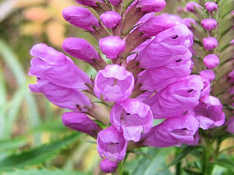 ハナトラノオ Physostegia Virginiana