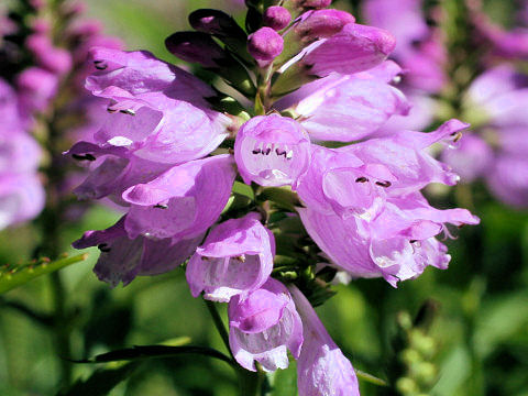 ハナトラノオ Physostegia Virginiana