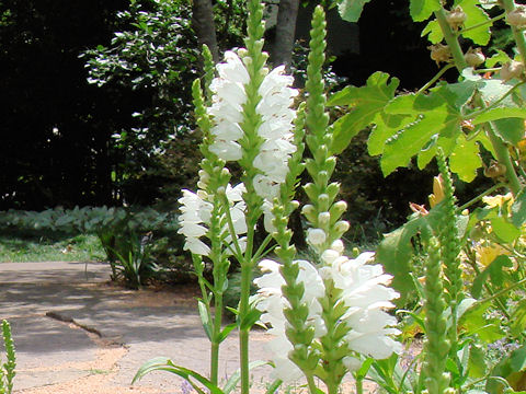 Physostegia virginiana