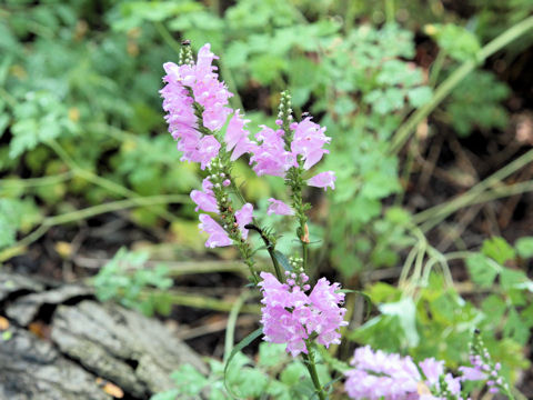 Physostegia virginiana