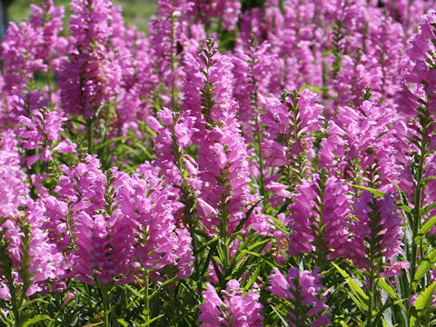 Physostegia virginiana