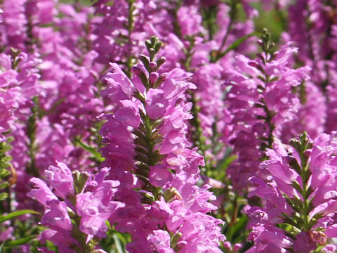 Physostegia virginiana