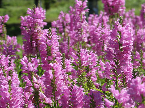 Physostegia virginiana