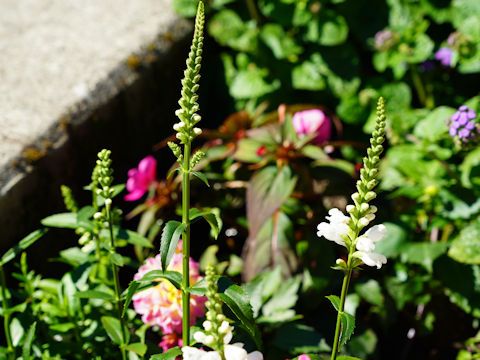 Physostegia virginiana