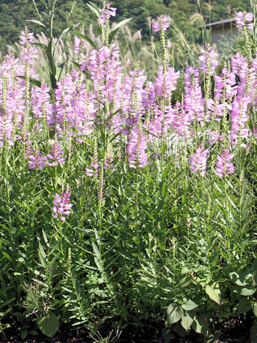 Physostegia virginiana