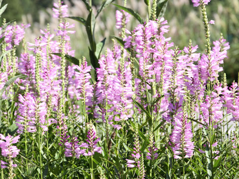 Physostegia virginiana