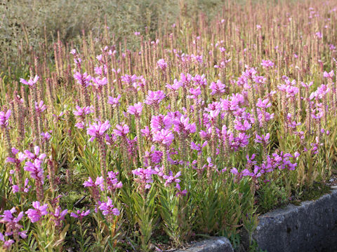 Physostegia virginiana