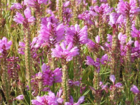 Physostegia virginiana