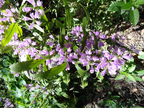 Physostegia virginiana