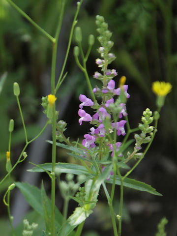 Physostegia virginiana