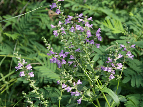 Physostegia virginiana