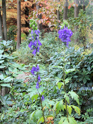 Aconitum chinense