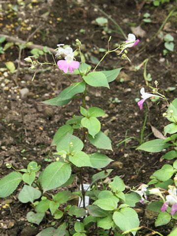 Impatiens balfourii