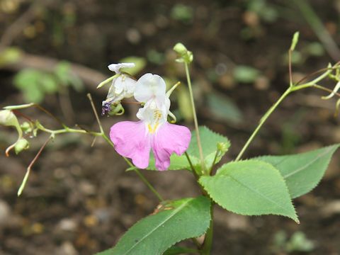 Impatiens balfourii