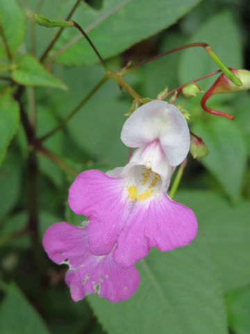 Impatiens balfourii