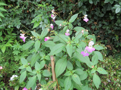 Impatiens balfourii