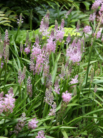 Scilla scilloides var. litoralis