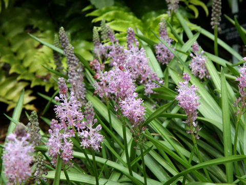 Scilla scilloides var. litoralis