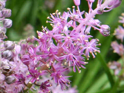 Scilla scilloides var. litoralis