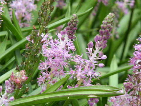 Scilla scilloides var. litoralis