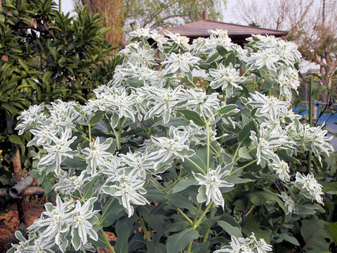 Euphorbia marginata