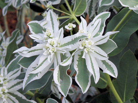 Euphorbia marginata