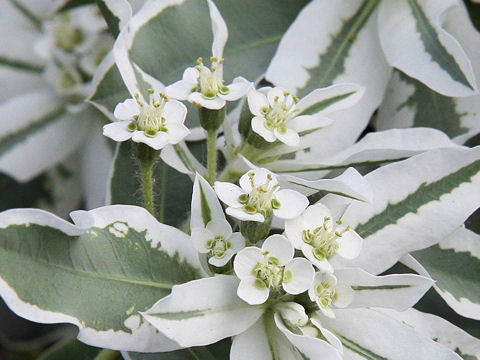 Euphorbia marginata