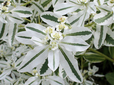 Euphorbia marginata