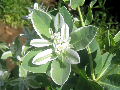 Euphorbia marginata