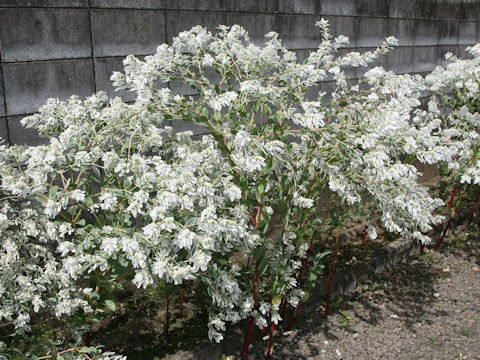 Euphorbia marginata