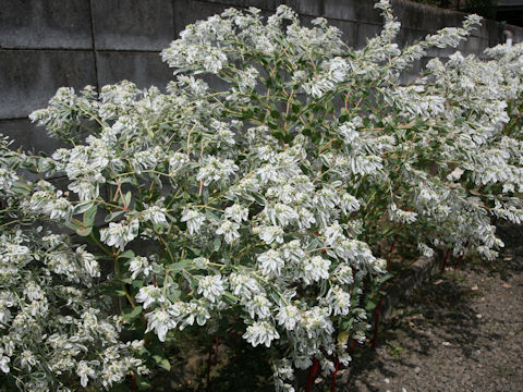 Euphorbia marginata