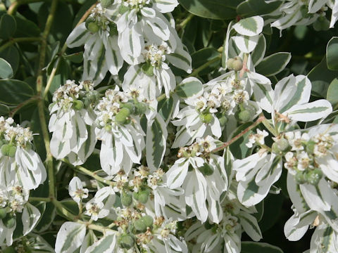 Euphorbia marginata