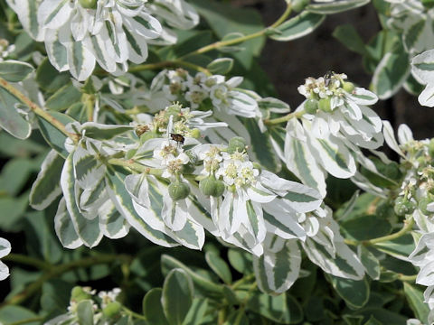 Euphorbia marginata