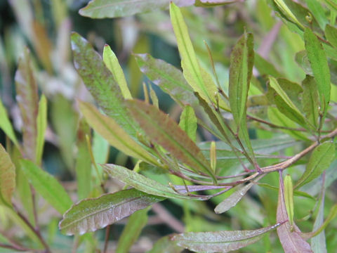 Dodonaea viscosa var. angustifolia cv. Purpurea