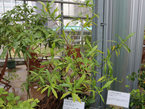 Dodonaea viscosa var. angustifolia