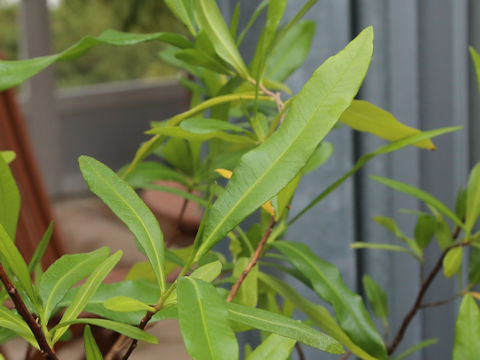 Dodonaea viscosa var. angustifolia