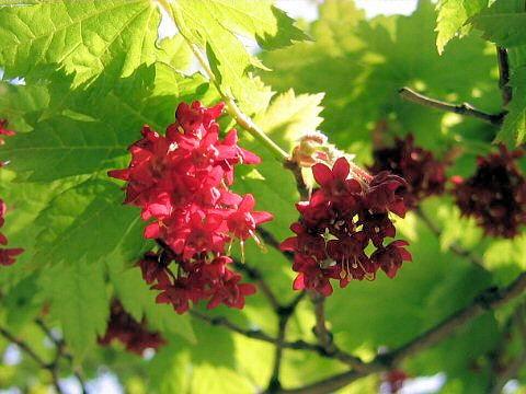 Acer japonicum