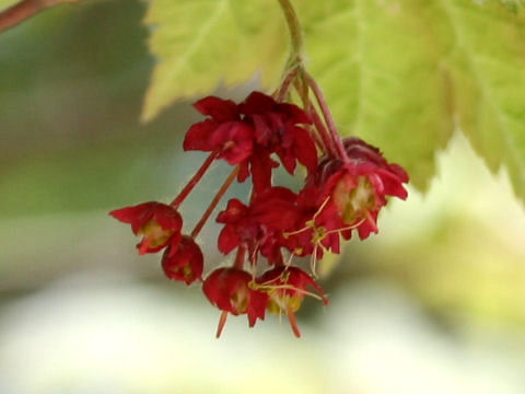 Acer japonicum