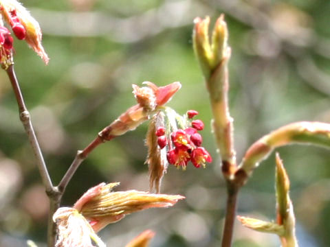 Acer japonicum