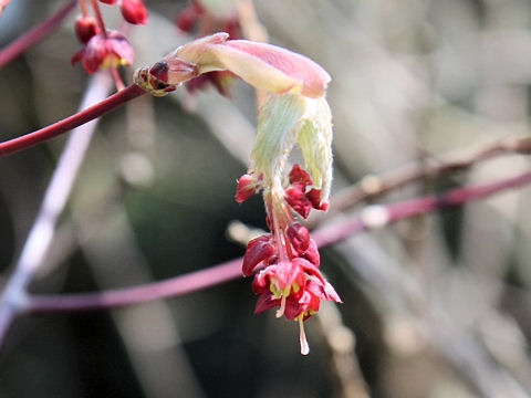 Acer japonicum