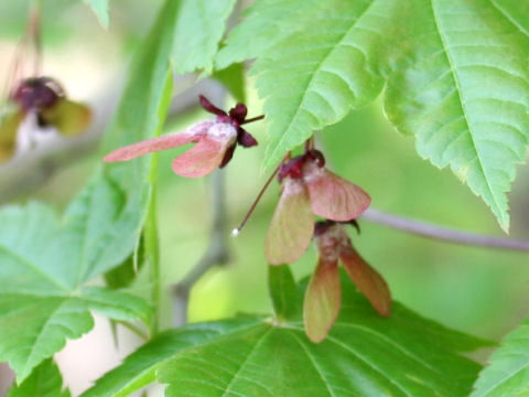 Acer japonicum