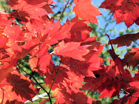 Acer japonicum