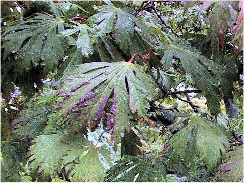 Acer japonicum cv. Aimitidoi