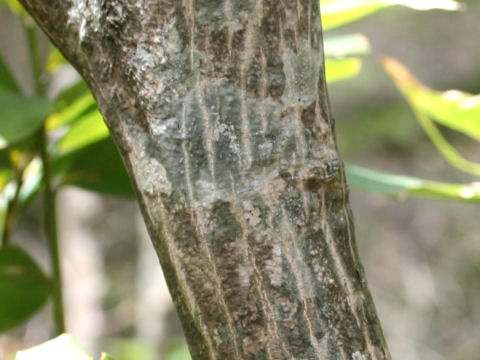 Acer japonicum